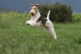 FOX TERRIER 696